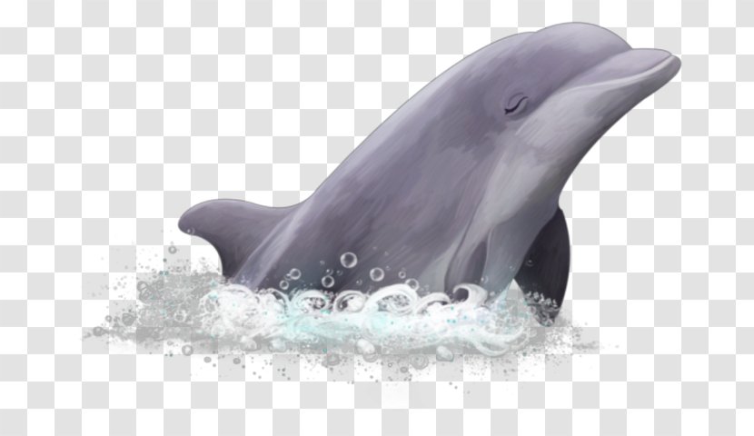 Common Bottlenose Dolphin Short-beaked Wholphin White-beaked Rough-toothed - Marine Mammal Transparent PNG
