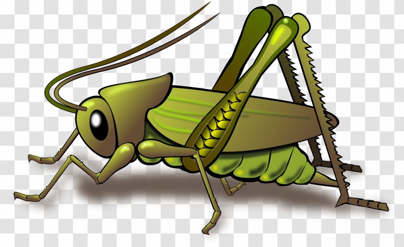 Insect Grasshopper Cricket Clip Art - Fauna Transparent PNG