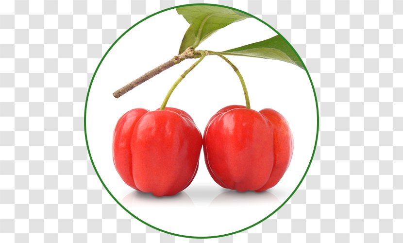 Barbados Cherry Vitamin Fruit Pyridoxine Wild Crapemyrtle - Pantothenic Acid Transparent PNG