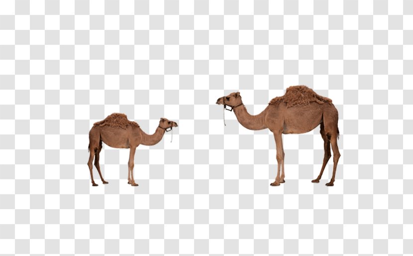 Dromedary Bactrian Camel - Image Resolution Transparent PNG