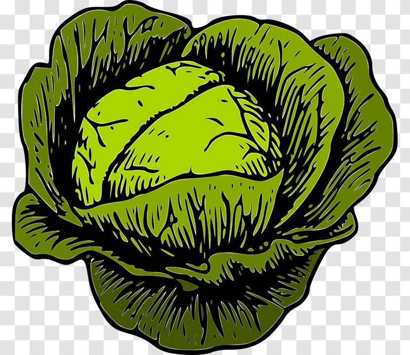 Savoy Cabbage Vegetable Clip Art Transparent PNG