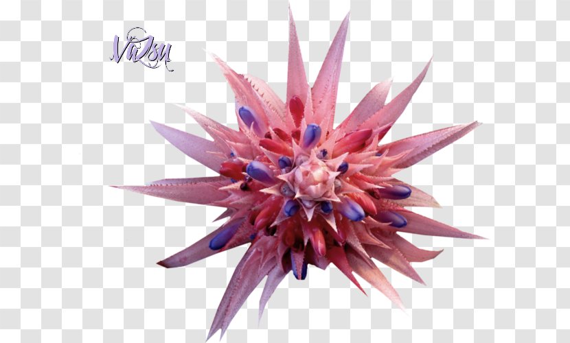 Purple Flower Violet Petal Plant - The Oriental Pearl Transparent PNG