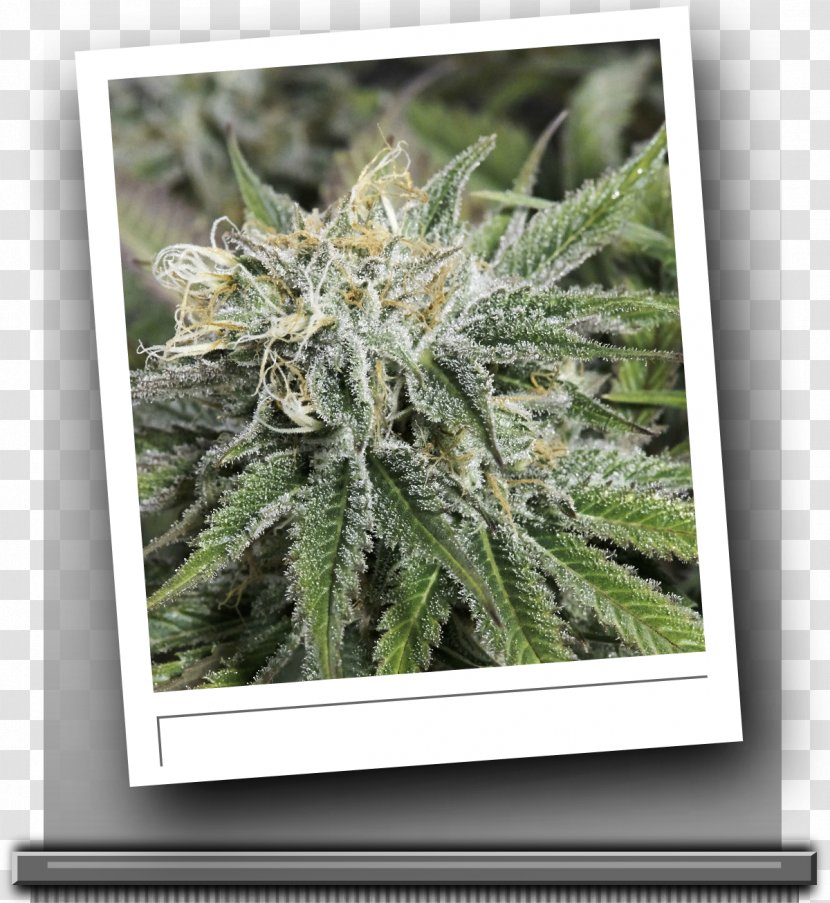Frozen Tangerines Seed Berry Cannabis - Grass Transparent PNG
