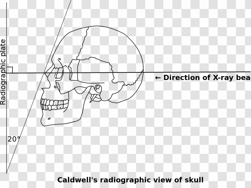 Caldwell's View Orbitomeatal Line /m/02csf Document Angle - Heart - Flower Transparent PNG