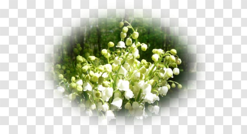 Floral Design - Flower - Plant April Transparent PNG