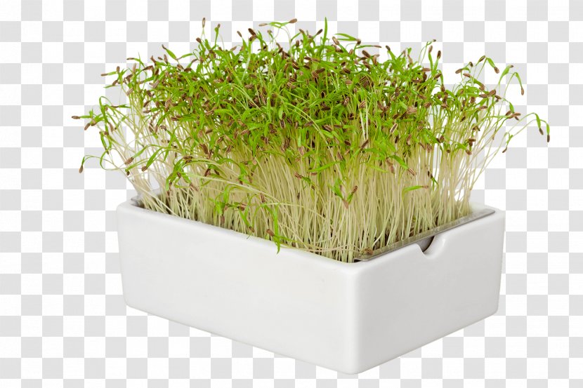 Flowerpot Grasses Herb Family - Microgreens Transparent PNG