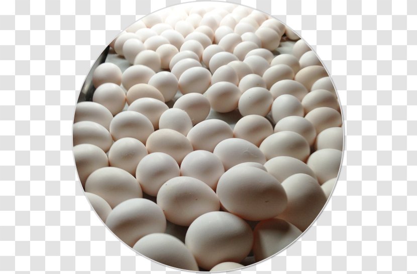 Egg Protein Gena Agropecuaria SA De CV Amino Acid Transparent PNG