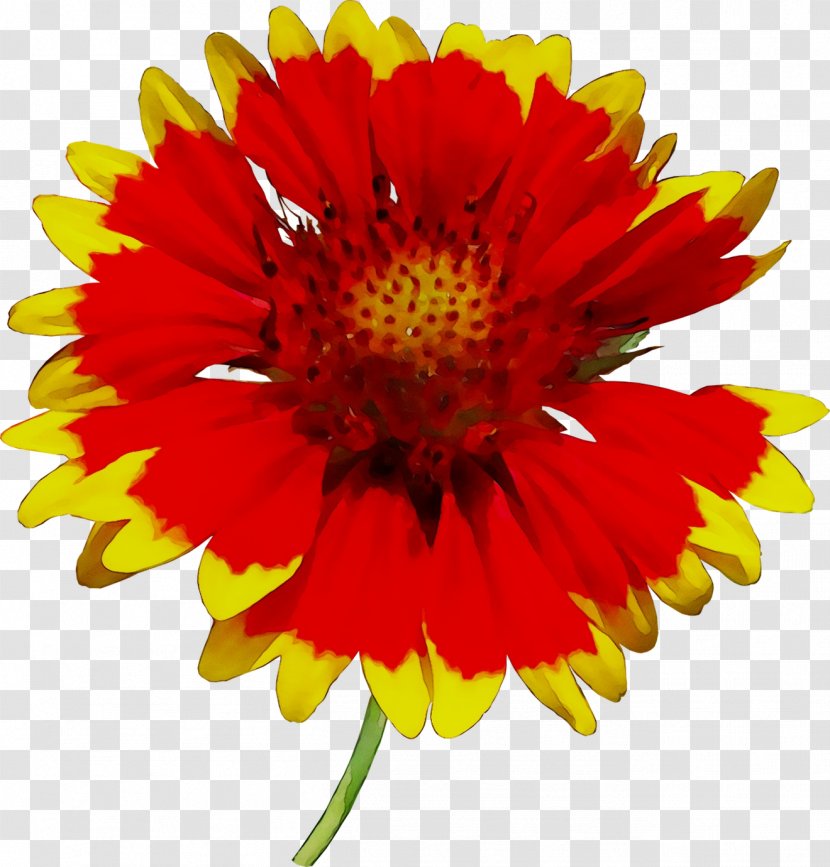 Chrysanthemum Transvaal Daisy Blanket Flowers Cut Yellow - Wildflower - Gerbera Transparent PNG