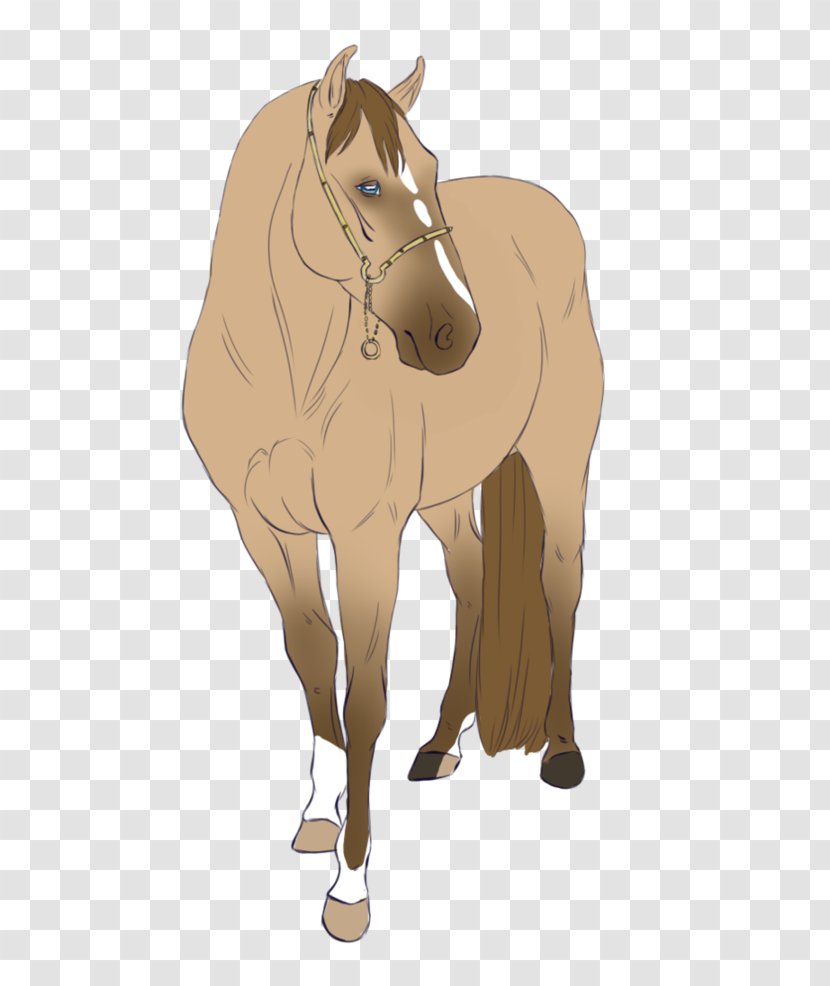 Mule Foal Stallion Mare Halter - Donkey Transparent PNG