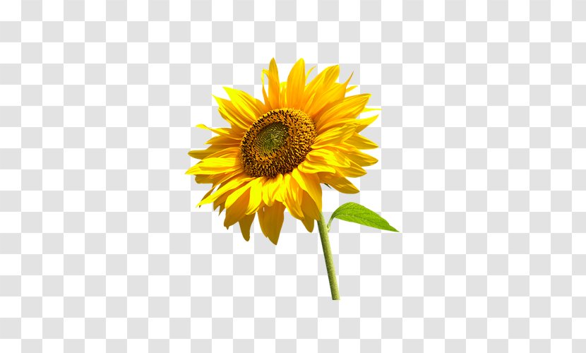 Common Sunflower School Clip Art - Daisy Family - Beautiful Yellow Transparent PNG