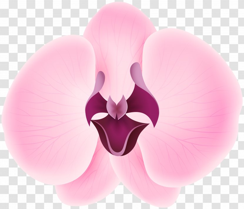 Petal International Checker Hall Of Fame Flower Credit Card Sepal - Close Up - Pink Orchid Transparent Clip Art Transparent PNG