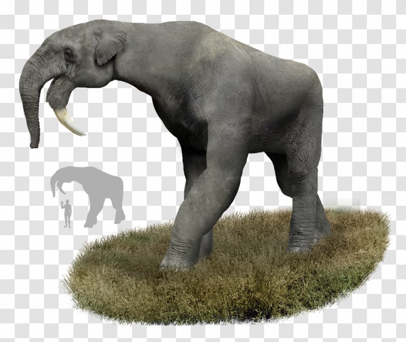 Deinotherium Prehistory Orangutan Elephant Entelodont - Miocene Transparent PNG