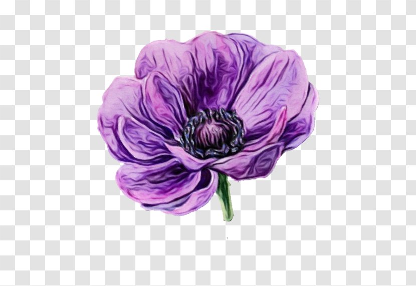 Purple Watercolor Flower - Viola - Drawing Persian Buttercup Transparent PNG