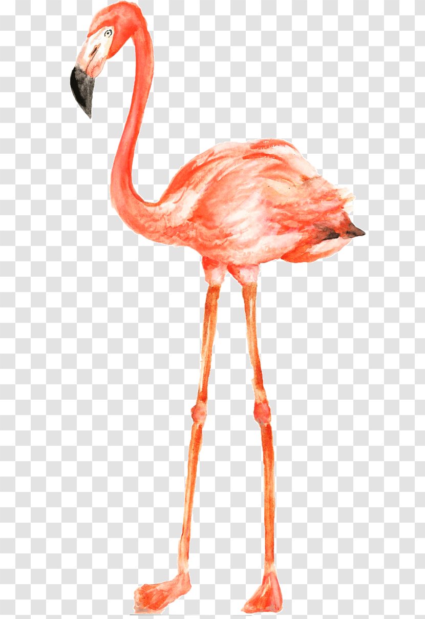 Flamingo - Beak - Muscle Neck Transparent PNG