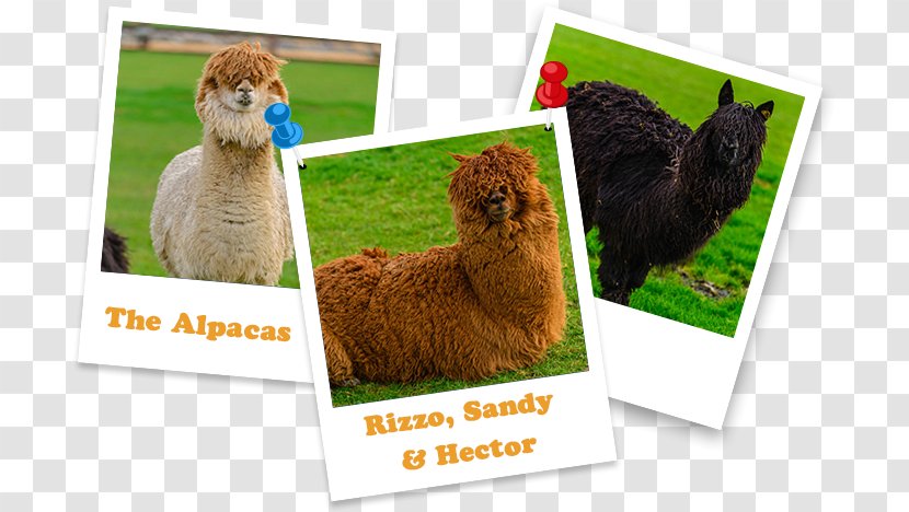 Alpaca Llama Fauna - Livestock - Fluffy Transparent PNG