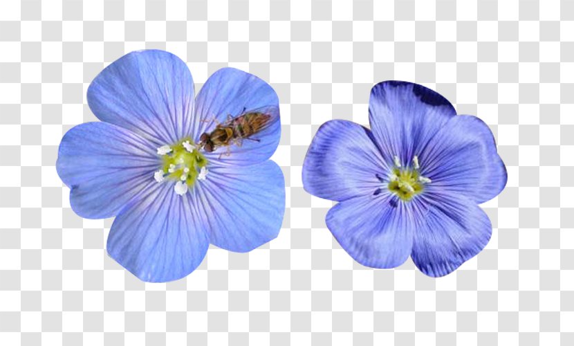 Insect Bee Flax Flower - Bees And Flaxseed Flowers Transparent PNG