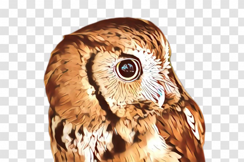 Owl Bird Of Prey Eastern Screech Beak - Falconiformes Barn Transparent PNG