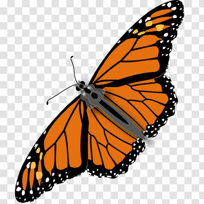 Monarch Butterfly Insect Clip Art - Beautiful Diagram Transparent PNG