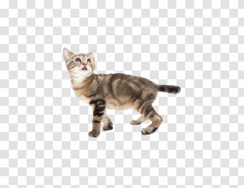 Tabby Cat American Shorthair Kitten Wirehair European - Sokoke Transparent PNG