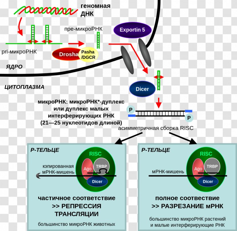 RNA Interference CRISPR Small Interfering MicroRNA - Gene Silencing - Microrna Transparent PNG