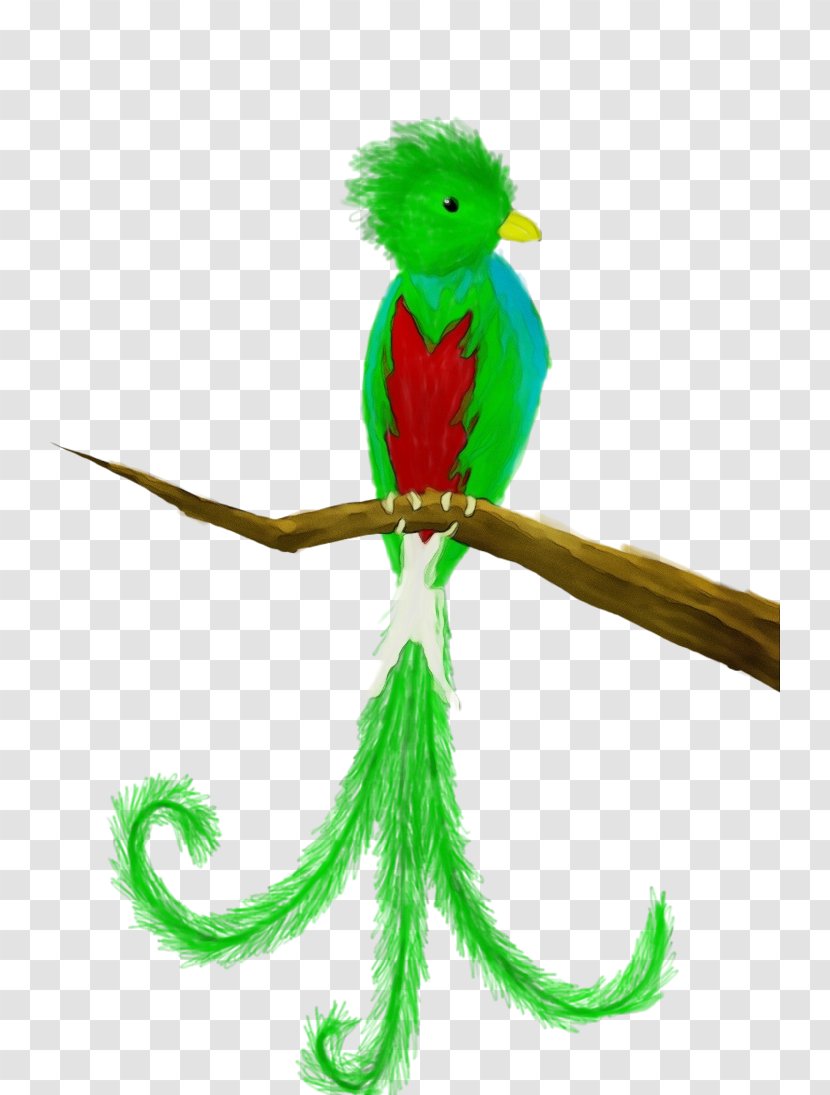 Quetzal Green Parrot Budgie Parakeet - Tail Beak Transparent PNG