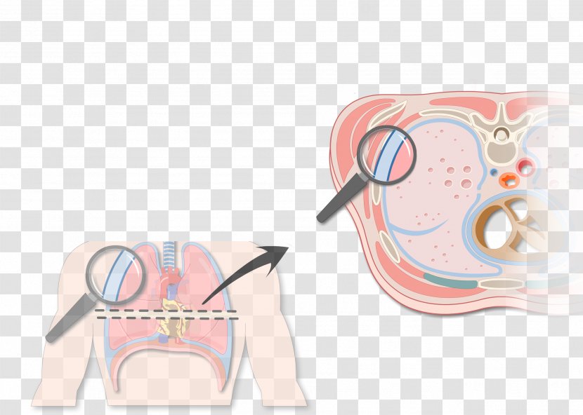 Pulmonary Pleurae Pleural Cavity Thoracic Effusion Lung - Watercolor - Heart Transparent PNG