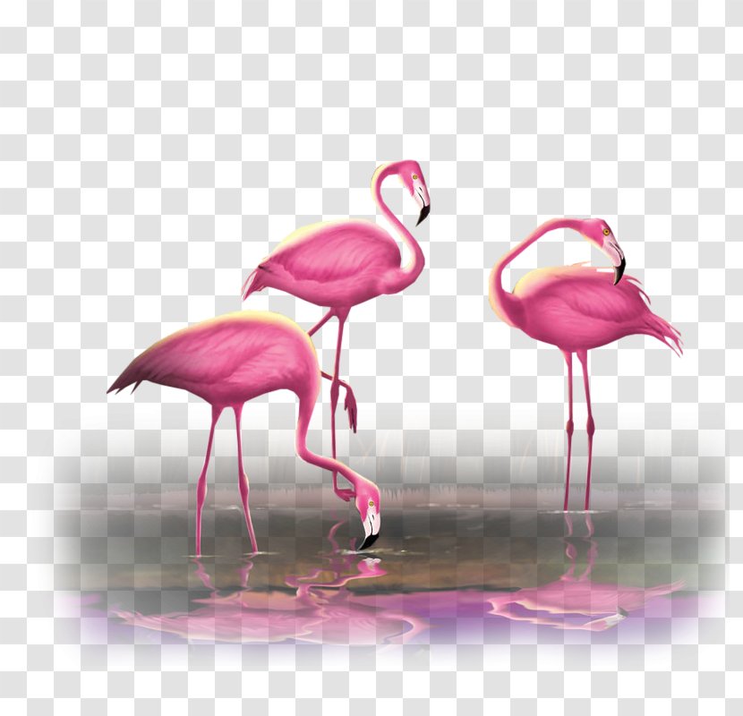 Greater Flamingo Bird Flamingos Pink - Color Transparent PNG