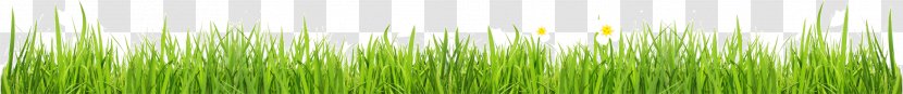 Wheatgrass Green Plant Stem Computer Wallpaper - Family - Grass Transparent PNG