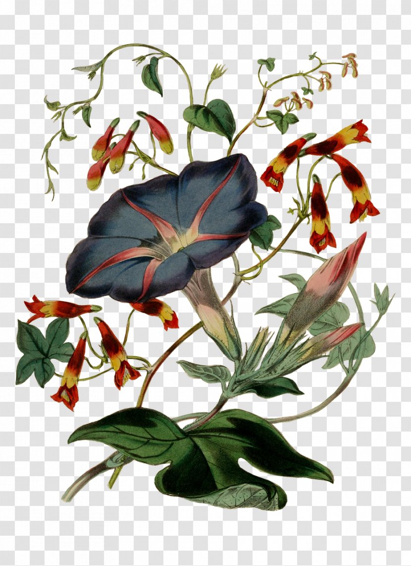 Flower Floral Design Clip Art Image - Leaf Transparent PNG