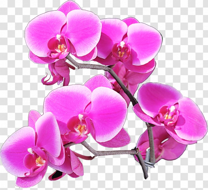 Moth Orchid Flower Pink Petal Purple - Violet - Flowering Plant Magenta Transparent PNG