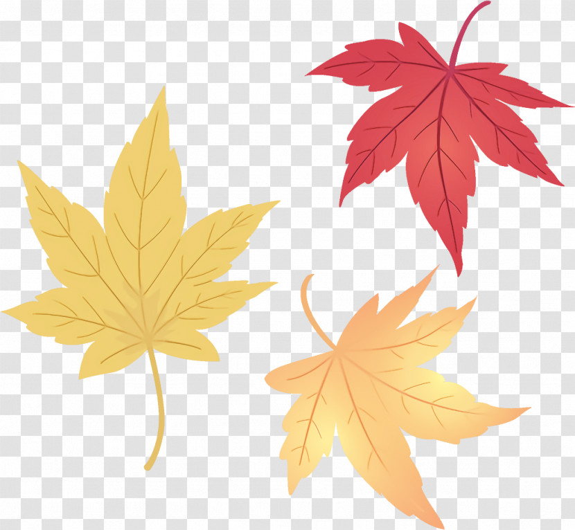 Maple Leaves Autumn Leaves Fall Leaves Transparent PNG