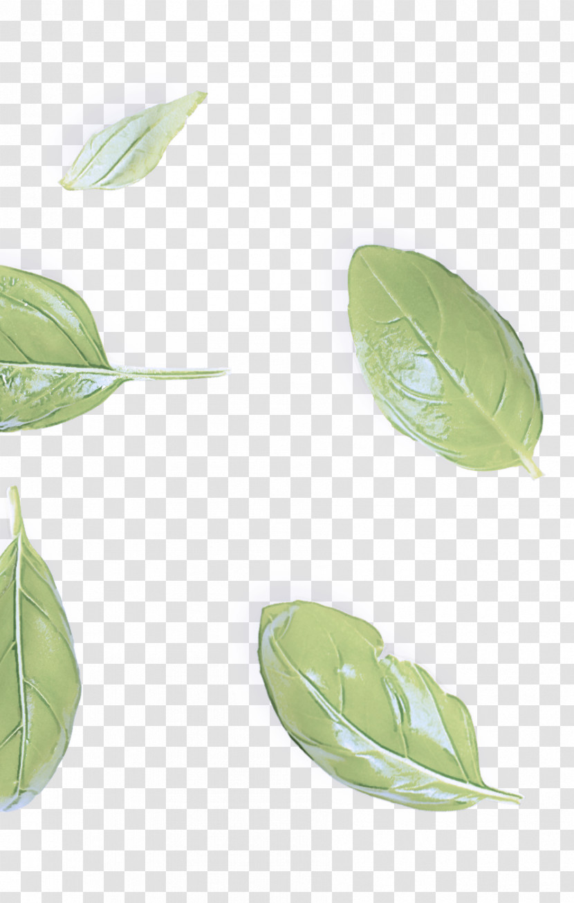 Leaf Plant Stem Plant Science Biology Transparent PNG