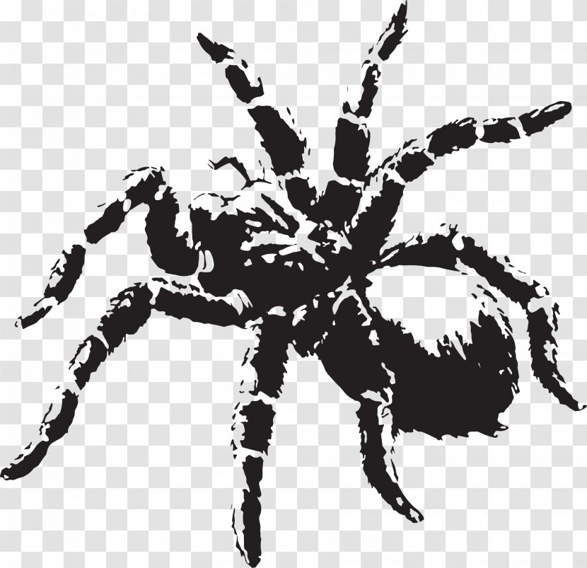 Spider Tarantula Clip Art Transparent PNG