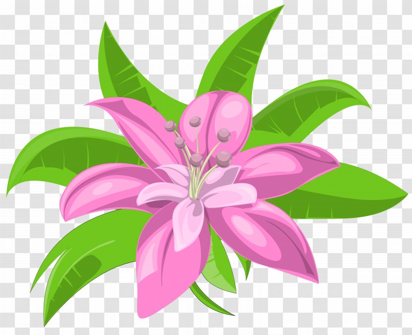 Flower Clip Art - Lily - Pink Exotic Image Transparent PNG