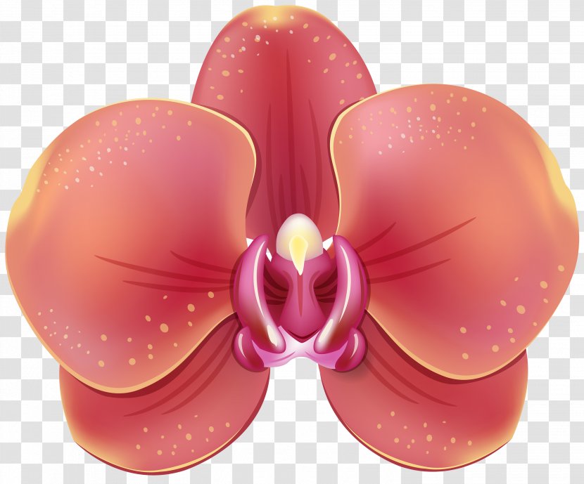 Orchids Flower Clip Art - Color - Orchid Transparent PNG