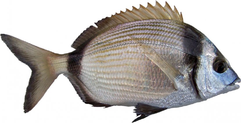 Diplodus Vulgaris White Seabream Fishing Black - Tilapia - Fish Transparent PNG