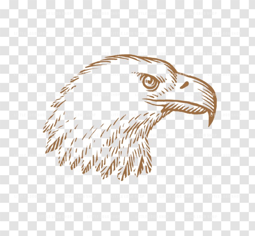 Bald Eagle Drawing Beak /m/02csf Transparent PNG