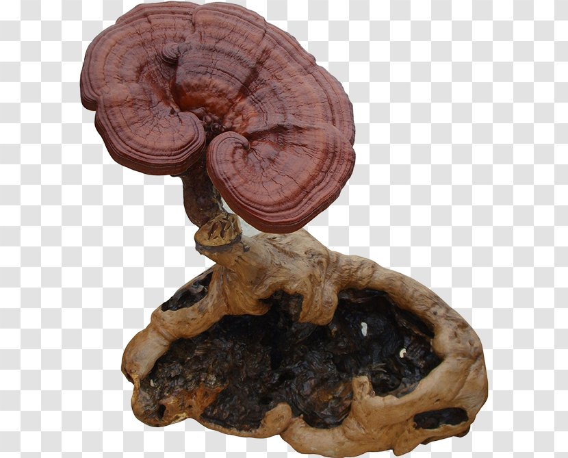 Lingzhi Mushroom Health Blood Adaptogen Food Transparent PNG