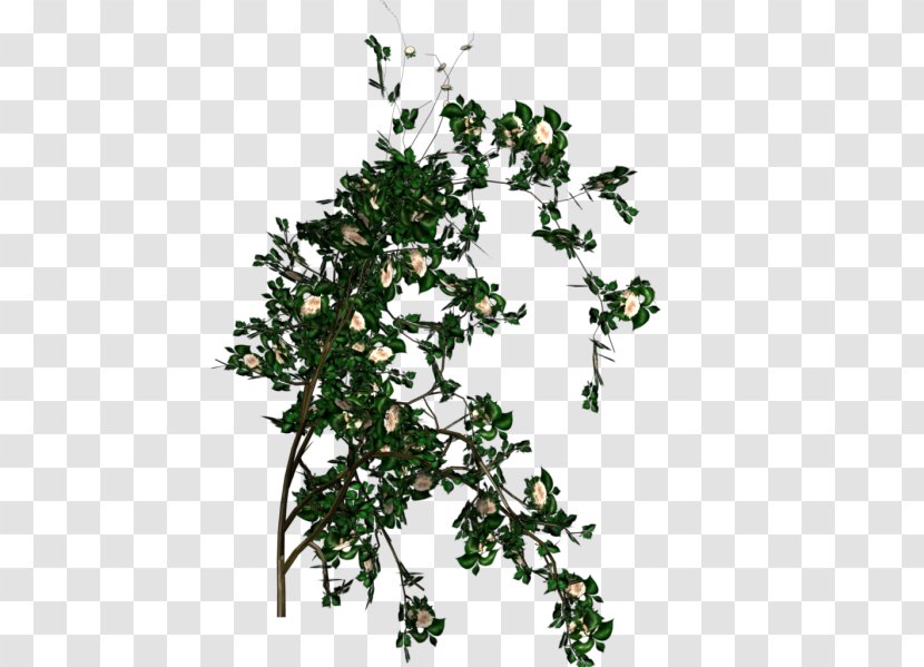 Twig Shrub Rose Tree - Ivy Transparent PNG