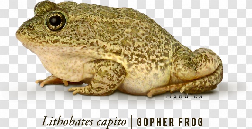 Gopher Frog Phyllomedusa Bicolor Amphibian - Organism - 7 Transparent PNG