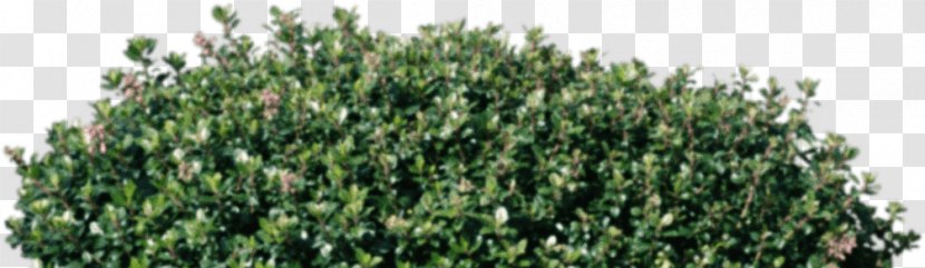 Shrub Desktop Wallpaper - Evergreen - Lilac Tree Transparent PNG