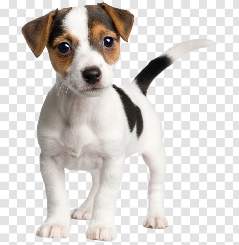 Jack Russell Terrier Parson Puppy - Rat - Russel Transparent PNG