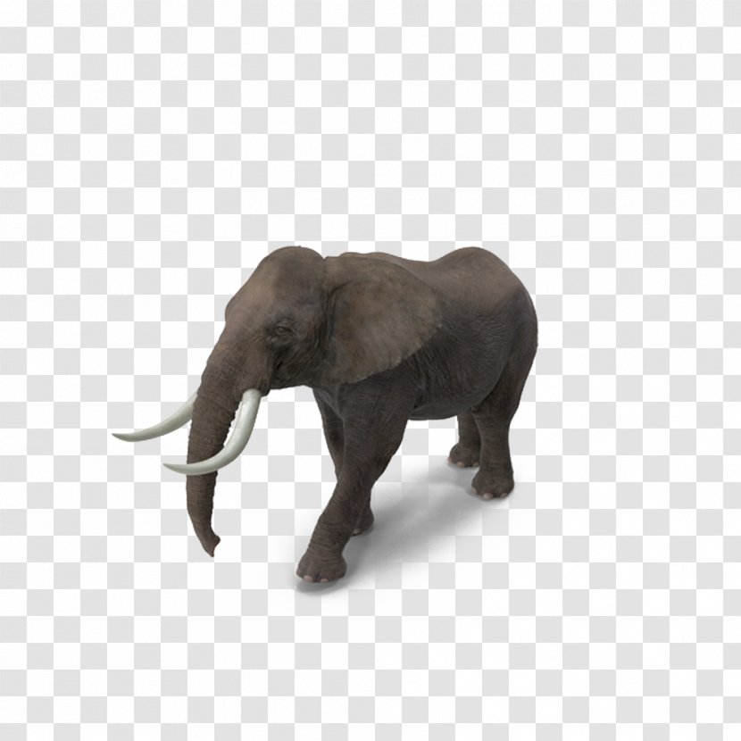 Indian Elephant African Tusk - Snout Transparent PNG