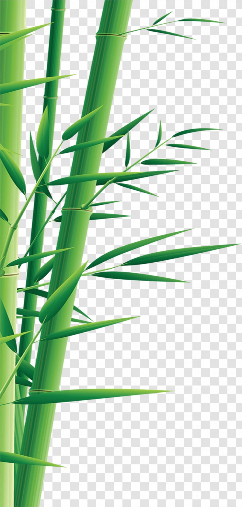 Graphic Design Illustration - Blog - Bamboo Transparent PNG