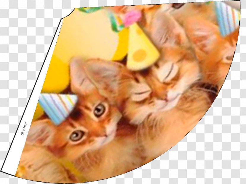 Kitten Cat Pet Birthday Recipe Transparent PNG