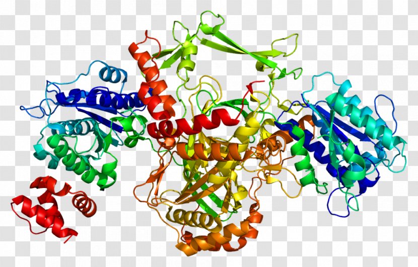 Ku70 Ku80 Protein DNA Repair - Flower - Frame Transparent PNG