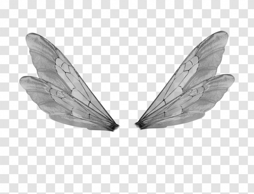 Buffalo Wing Fairy DeviantArt - Moths And Butterflies - Wings Transparent PNG