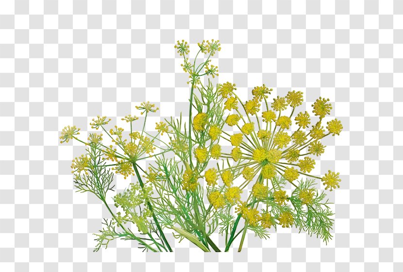 Flowering Plant Flower Fennel Parsley Family - Herb - Perennial Wildflower Transparent PNG