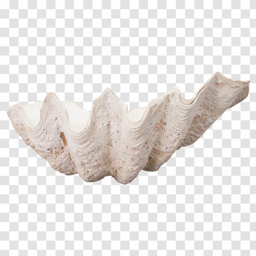 Jaw - Clams Transparent PNG