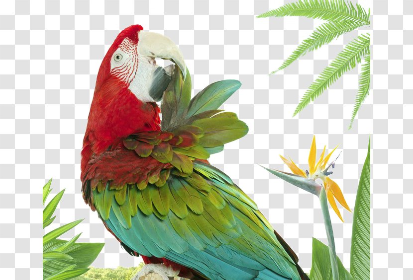 Lovebird Parrot Photographer Animal - Parakeet Transparent PNG